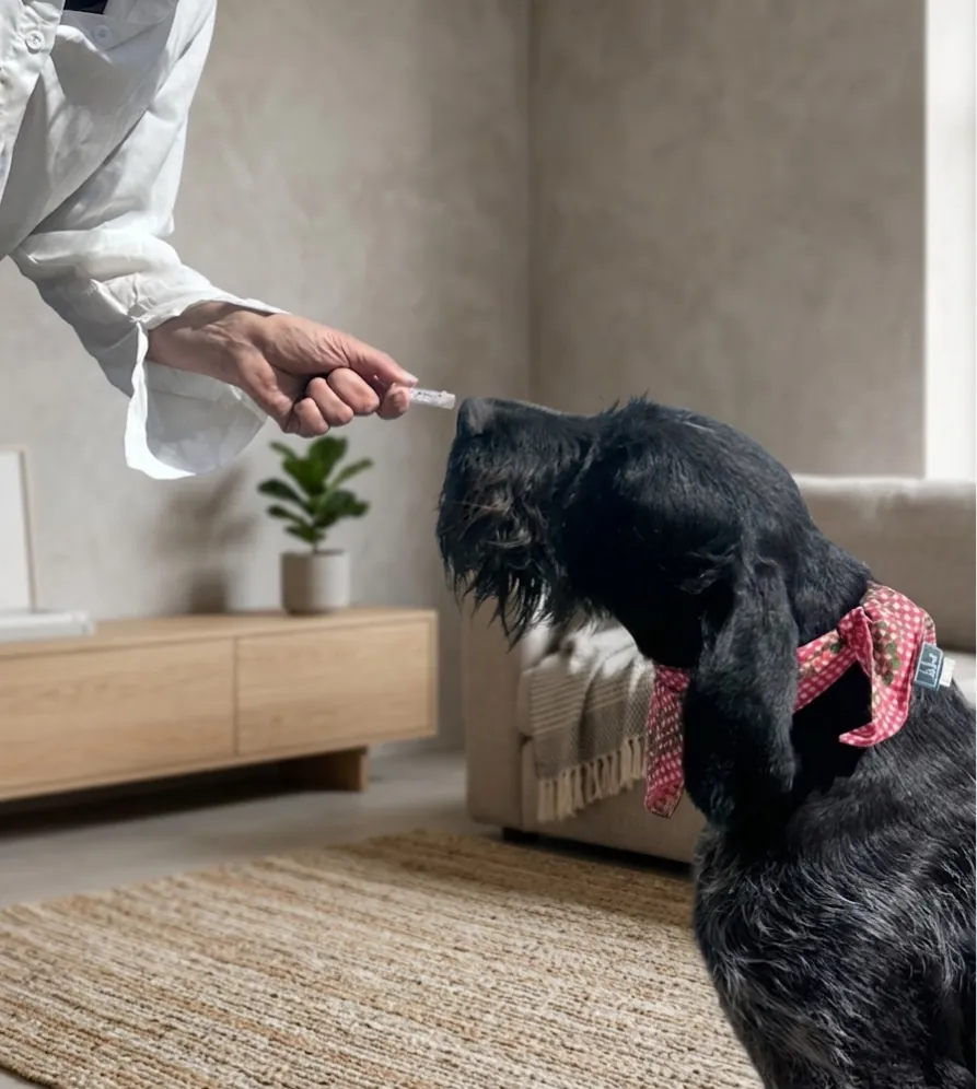 Hundetraining